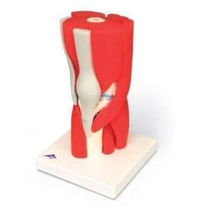 Knee Joint with removable muscles, 12 part  Industrial 