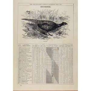   : London Almanack December 1886 Pheasant Bird Sketch: Home & Kitchen
