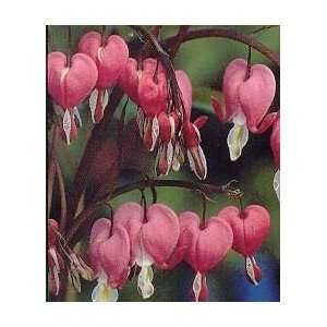 BLEEDING HEART (OLD FASHION) / 1 gallon Potted Patio 