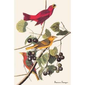 Summer Tanager   Poster by John James Audubon (12x18)