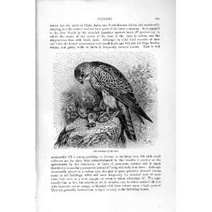   : NATURAL HISTORY 1895 KESTREL FALCON BIRD PREY PRINT: Home & Kitchen