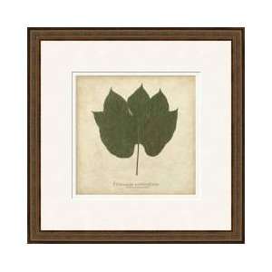  Chinese Parasol Tree Framed Giclee Print
