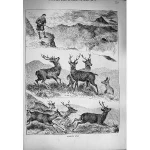  1884 Highland Sport Deer Stag Hunting Mountains: Home 