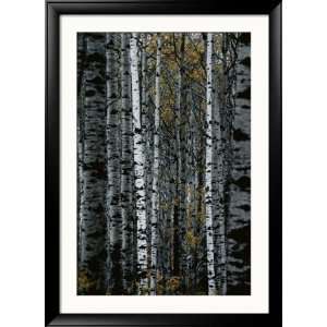  A Forest of White Birch Trees Scenic Framed Photographic 