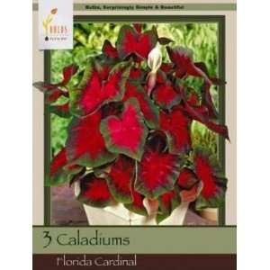  Honeyman Farms Caladium Florida Cardinal Pack of 3 Bulbs 