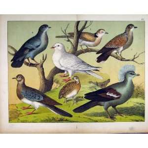   : 1878 Schubert Nature Wild Birds Pigeon Colour Print: Home & Kitchen