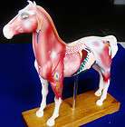   anatomy professional medical acupuncture horse it 108 angelus returns