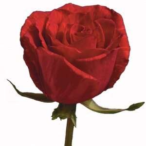  200 Premium Long Stem Roses Red: Patio, Lawn & Garden