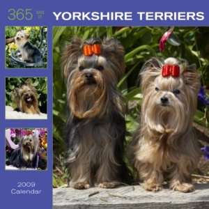  Yorkshire Terriers 365 Days 2009 Square Wall Calendar 