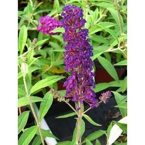  BUTTERFLY BUSH ATTRACTION / 3 gallon Potted: Patio, Lawn 