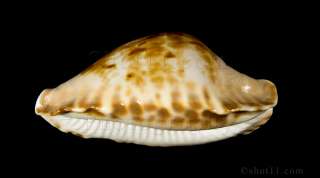 Zoila marginata Consueta 61mm GEM STUNNING PRECIOUS Australia Seashell
