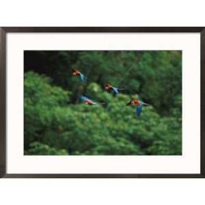 Red and green macaws in flight in Madidi National Park Styles Framed 