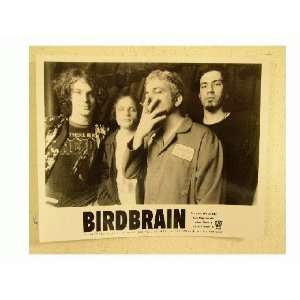  Birdbrain Bird Brain Press Kit And Photo 