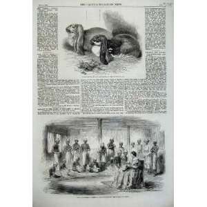   1859 Rabbits Crystal Palace David Sassoon Bombay India