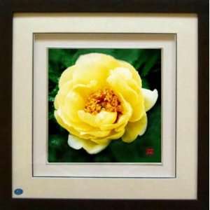  Framed Chinese Silk Embroidery : Yellow Peony 13.8x13.8 