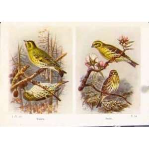  Siskin Serin Color Birds Fine Art Antique Print C1921 