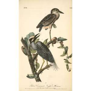   James Audubon   24 x 40 inches   Yellow crowned Night Heron, or