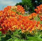 Butterfly Weed Seeds, Asclepias Tuberosa, Orange, pack of 75
