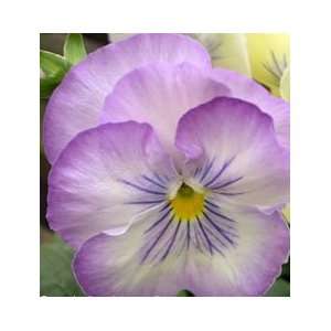  Northern Lights Pansy Seed Pack: Patio, Lawn & Garden