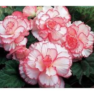 White & Pink Picotee Begonia Seed Pack Patio, Lawn 