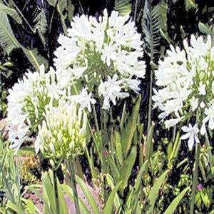 AGAPANTHUS GETTY WHITE African Lily 10, 50, 100, 500, 1000 seeds 