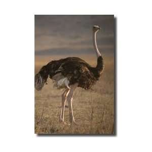  Ostrich Tanzania Africa Giclee Print