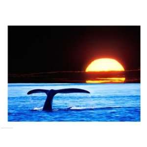  Tail fin of a whale in the sea Poster (24.00 x 18.00 