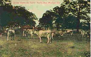 MARION AL PC JERSEY COWS BATES FARM CIRCA 1910  