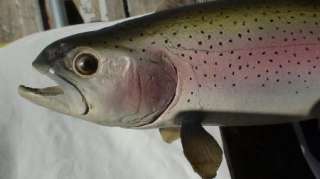 VINTAGE RAINBOW TROUT TAXIDERMY MOUNT  