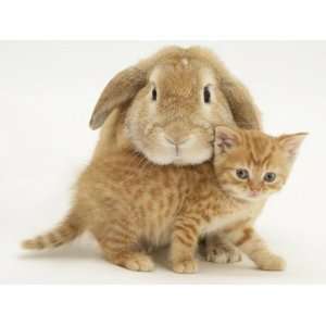  British Shorthair Red Spotted Kitten with Sandy Lop Rabbit 