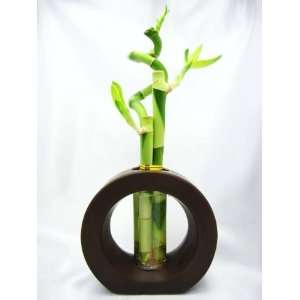   Spiral 3 Style Lucky Bamboo Plant Arrangement with Ceramic Vase Brown