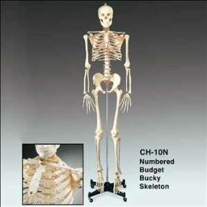   Numbered Budget Bucky Skeleton:  Industrial & Scientific