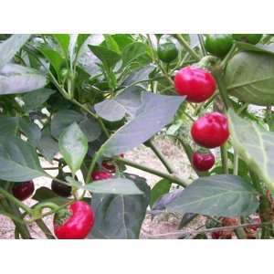  Pepper Sweet Red Cherry Great Heirloom Vegetable 100 Seeds 