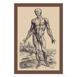   Muscles Giclee Poster Print by Andreas Vesalius, 24x32: Home & Kitchen
