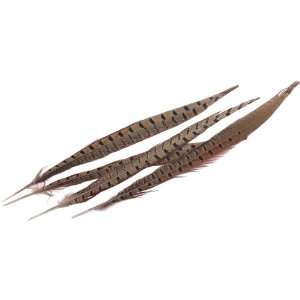  Ringneck Pheasant Feathers 4/Pkg, Natural: Arts, Crafts 