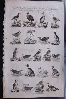 1798 ANTIQUE PRINT BIRDS PELICAN, PENGUIN, FLAMINGO, COOT ETC.