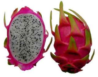 WHITE DRAGON FRUIT VINE CUTTINGS(PITAHAYA)   With 10 Inch Cutting or 