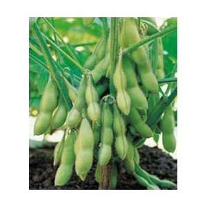   Edible Soy Bean Seeds   13 grams   GARDEN FRESH PACK Patio, Lawn