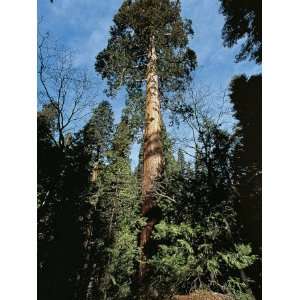  Low Angle View of a Giant Sequoia Tree (Sequoiadendron 