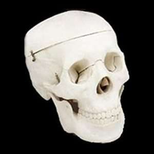Budget Life Size Halloween Skull 4th Quality:  Industrial 