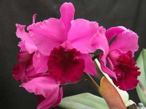 DEAN MARTIN GIGAS LG FLOWERING PURPLE CATTLEYA Orchid Plant  