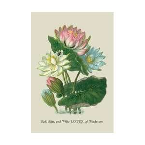  Red Blue and White Lotus of the Hindostan 12x18 Giclee on 