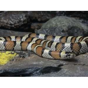  Central Plains Milk Snake, Lampropeltis Triangulum 