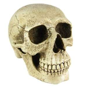   Large Human Skull Coin Bank Very Realistic Money Piggy