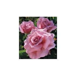  Memorial Day Rose Seeds Packet: Patio, Lawn & Garden