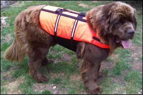 GIANT (Extra large) size DOG LIFE JACKET buoyancy aid  