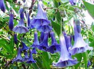 Mini Blue Angels Trumpet Seeds★Lochroma Australis★Tropical Beauty 