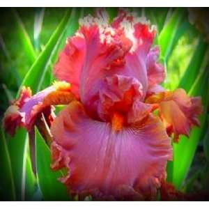  Country Lace Tall Bearded Iris Rhizome Iridaceae 1 Bulb 