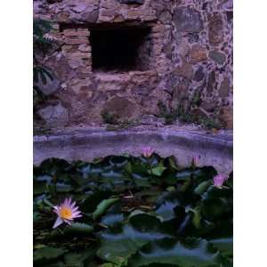 Lilies and 17th Century Ruins, Virgin Islands National Park, St. John 
